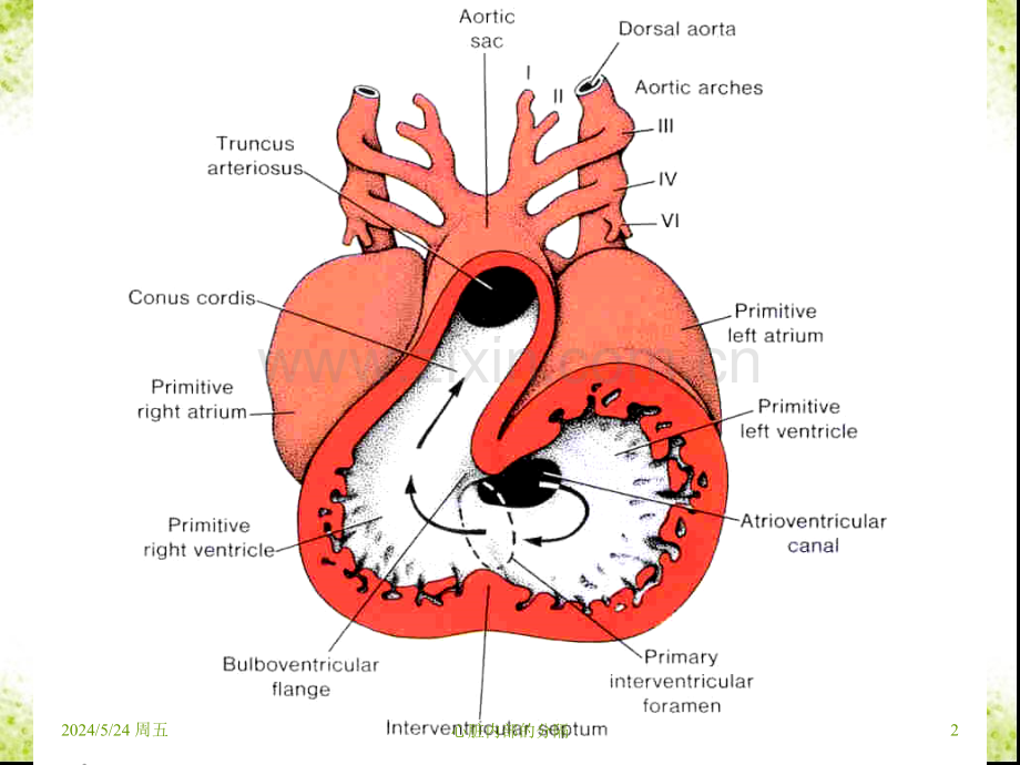心血管系统的发生1-PPT课件.ppt_第2页