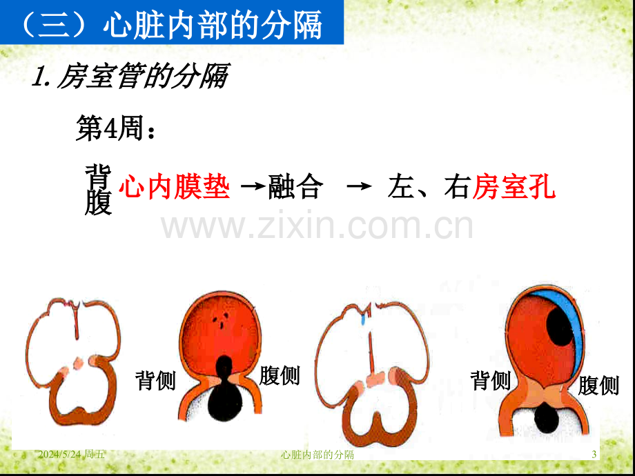 心血管系统的发生1-PPT课件.ppt_第3页