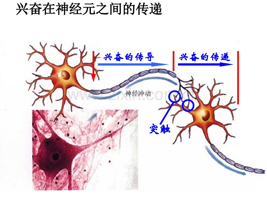 兴奋在神经元之间的传递.ppt_第2页