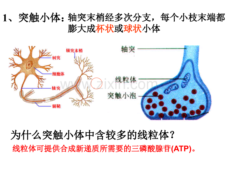 兴奋在神经元之间的传递.ppt_第3页