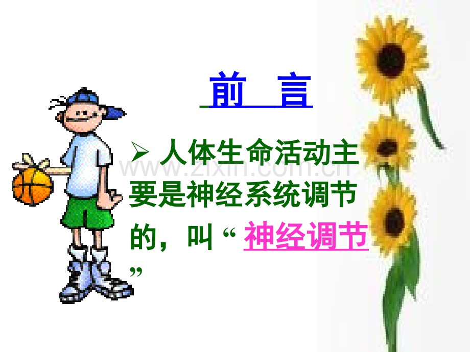 激素调节0.ppt_第2页