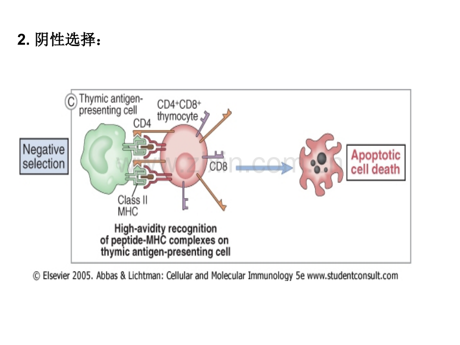中科院细胞与分子免疫学课程chapter8.ppt_第3页