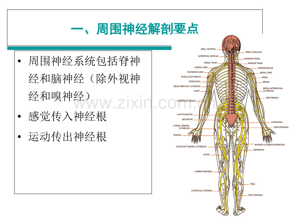 周围神经损伤的评定与康复PPT课件.ppt_第2页