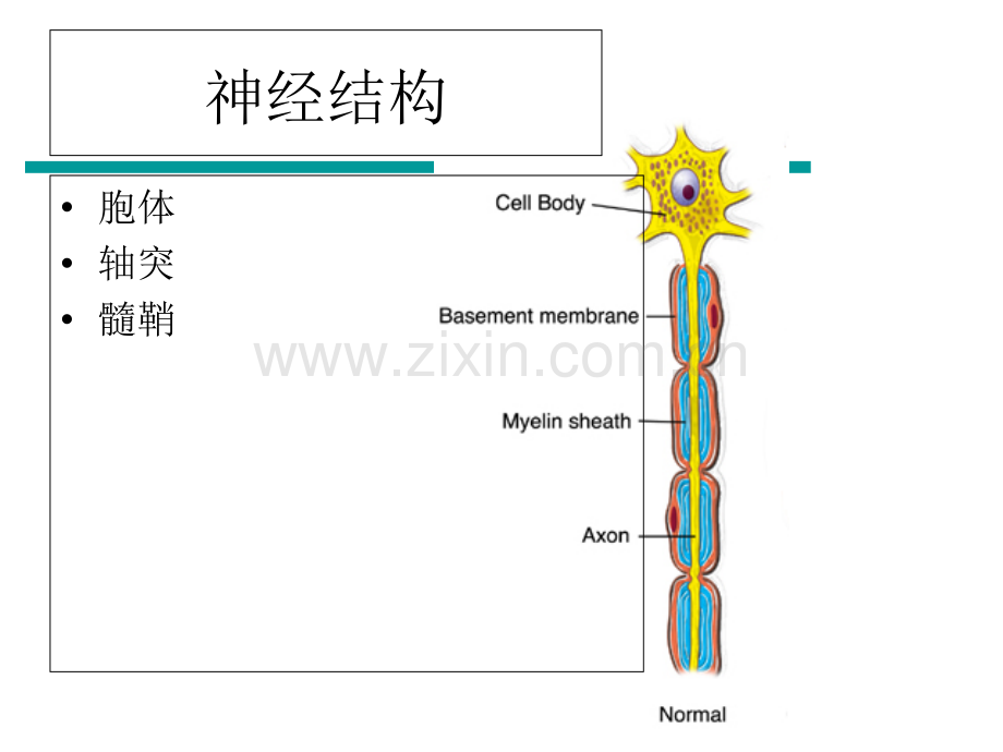 周围神经损伤的评定与康复PPT课件.ppt_第3页