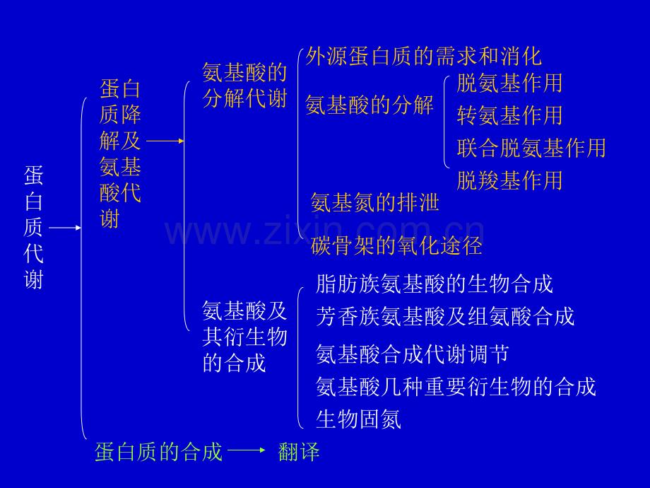 蛋白质和氨基酸代谢.ppt_第2页