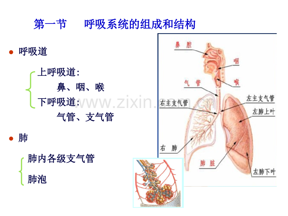 呼吸-第一节第二节PPT课件.ppt_第3页