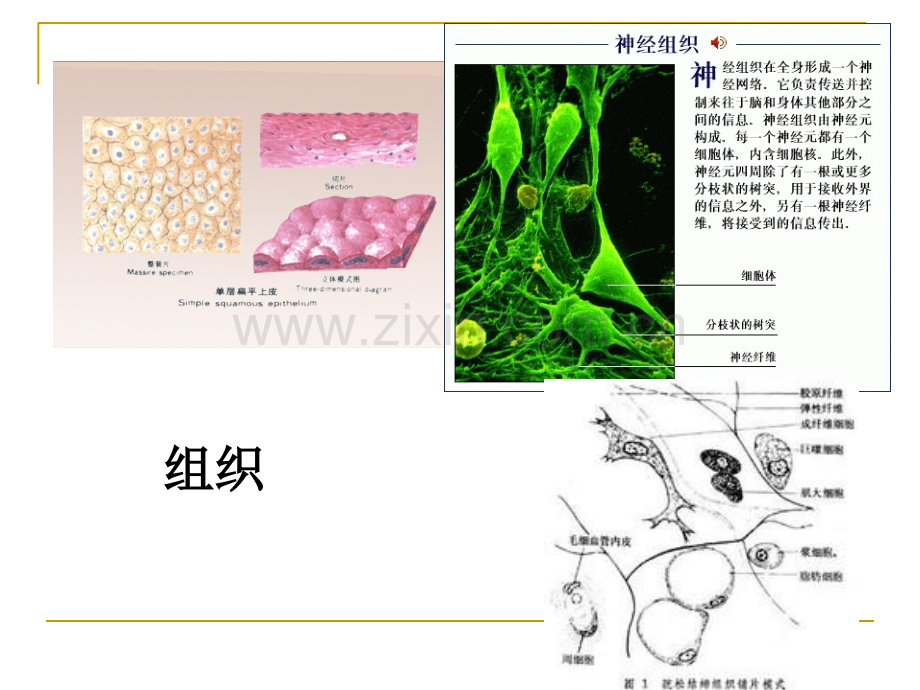 幼儿卫生学第一章-第一节.ppt_第2页