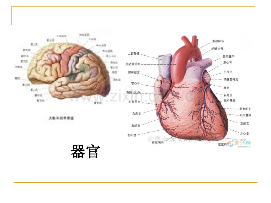 幼儿卫生学第一章-第一节.ppt_第3页