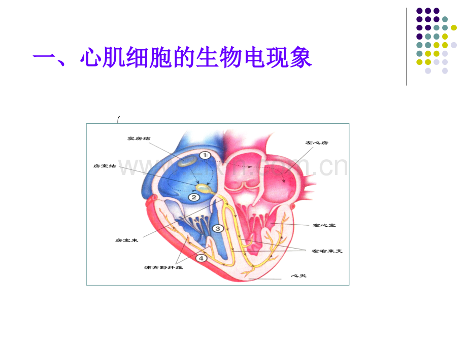 心脏生理.ppt_第2页