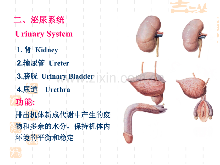 解剖学基础第05章-泌尿系统.ppt_第2页