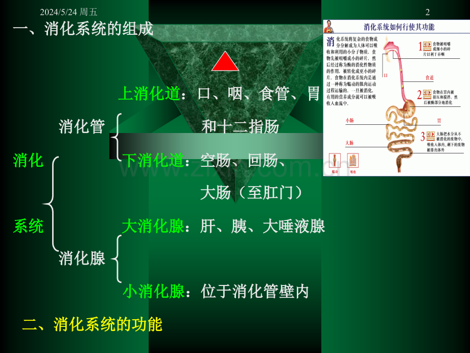 公共营养师医学基础消化系统.ppt_第2页