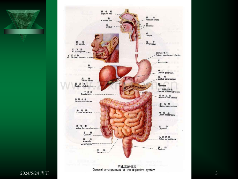 公共营养师医学基础消化系统.ppt_第3页