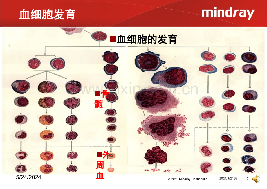 血液细胞分析的临床应用.ppt_第3页