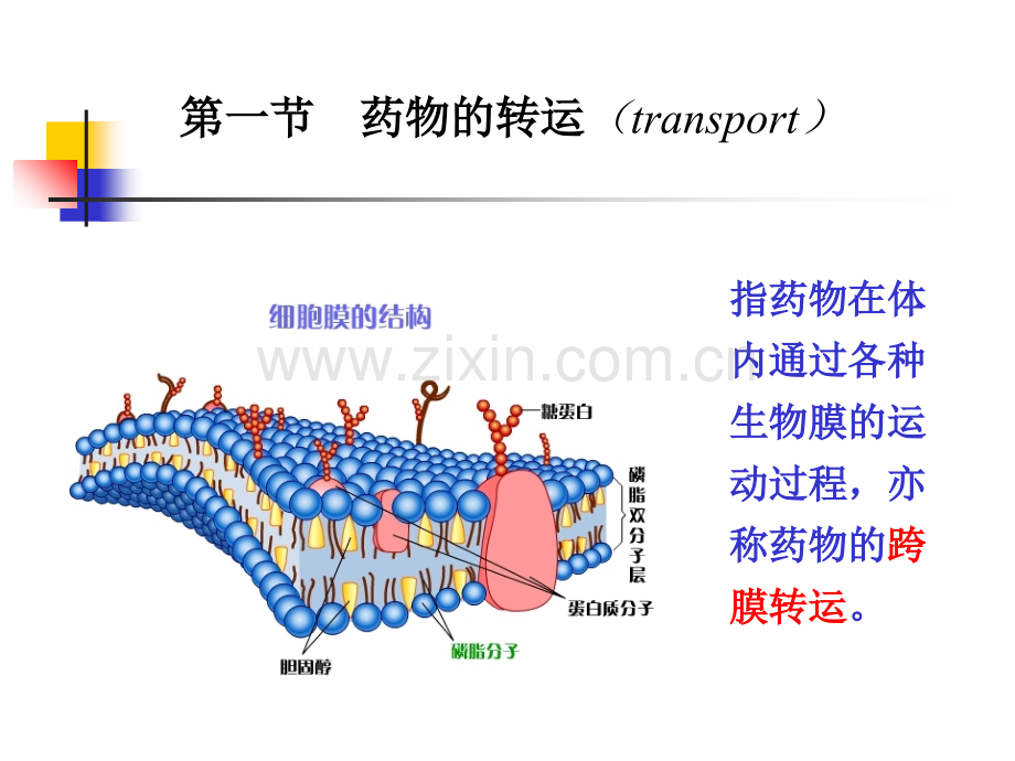 麻醉药理学-药物代谢动力学.ppt_第3页