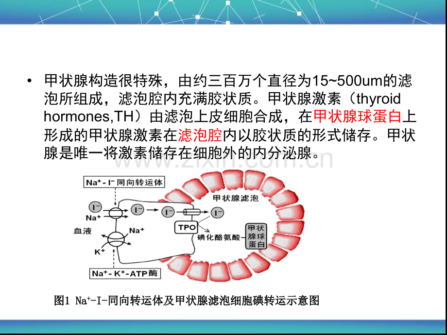 甲亢药物治疗.ppt_第3页