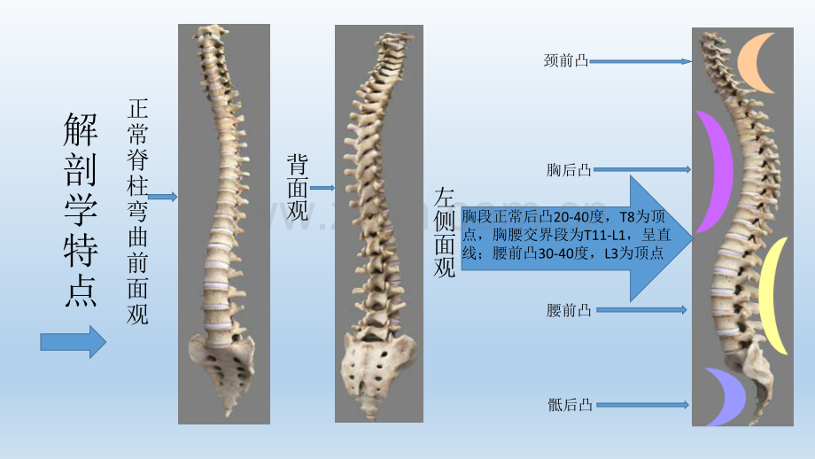 脊柱侧凸的相关知识.pptx_第2页