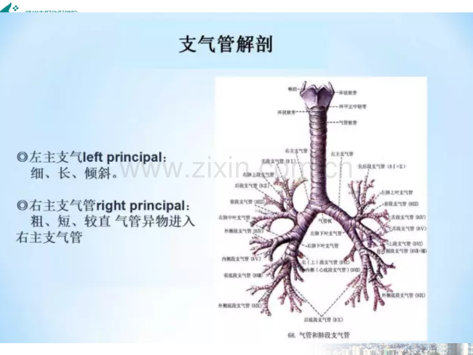 肺部j解剖及胸内淋巴结分组.ppt_第2页