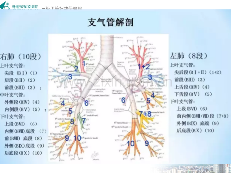 肺部j解剖及胸内淋巴结分组.ppt_第3页