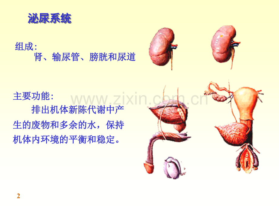 泌尿系统和呼吸系统课件PPT课件.ppt_第2页