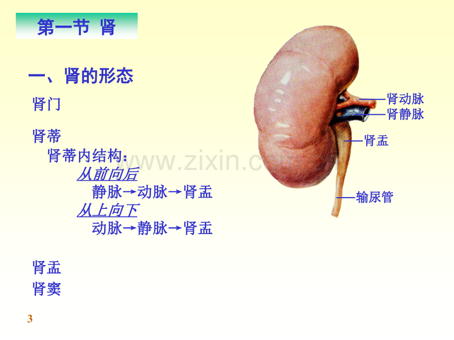 泌尿系统和呼吸系统课件PPT课件.ppt_第3页