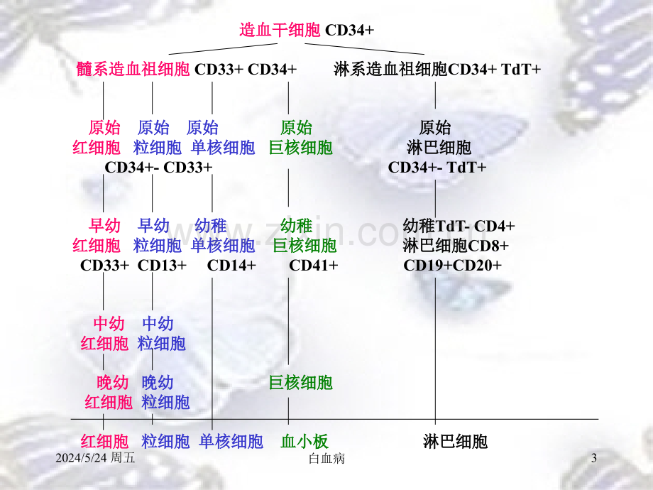 血液系统总论及白血病.ppt_第3页