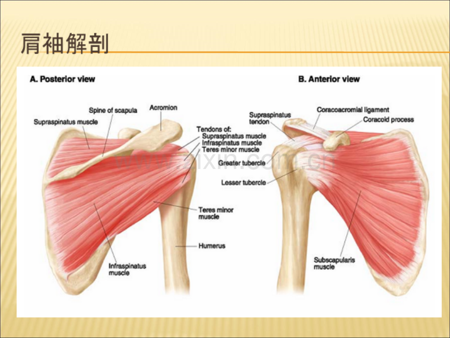 肩袖损伤的治疗.ppt_第3页