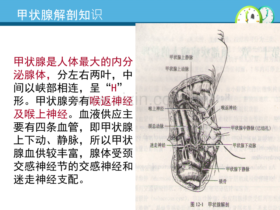 甲状腺癌术前、术后护理.pptx_第3页