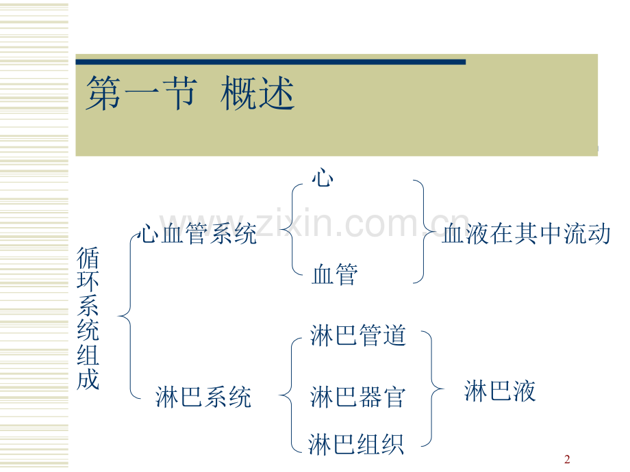 解剖生理学第七章-脉管系统-第一、二节.ppt_第2页