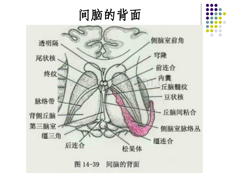 垂体病变mri诊断思路1.ppt_第3页