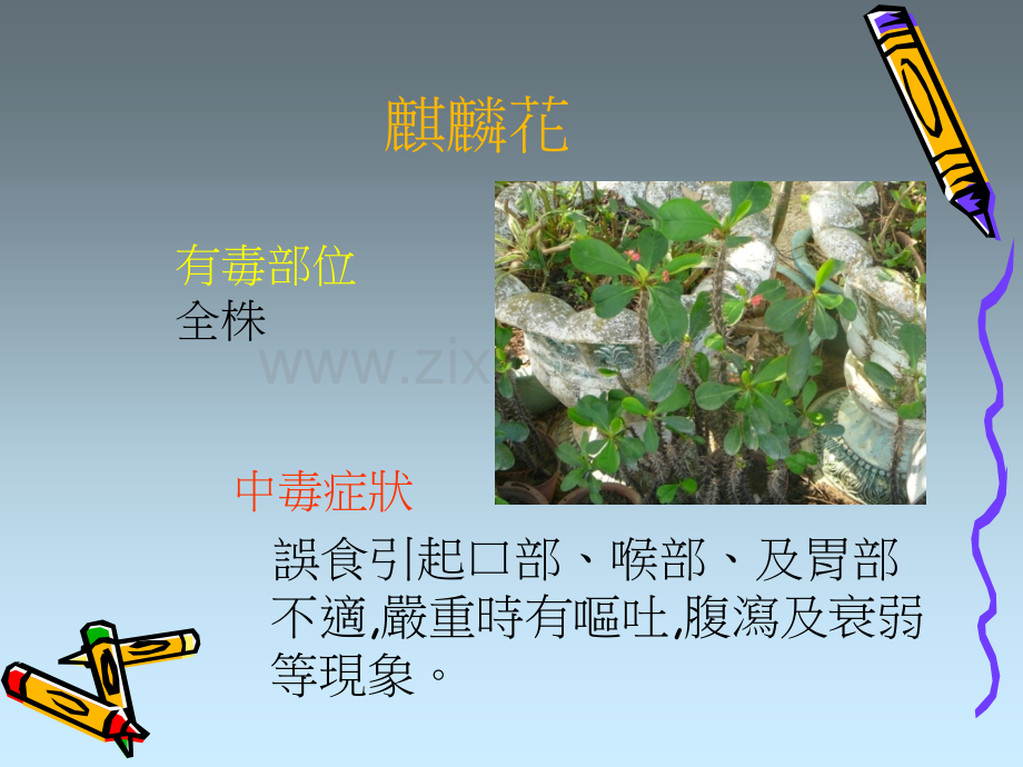 常见有毒植物PPT课件.ppt_第2页