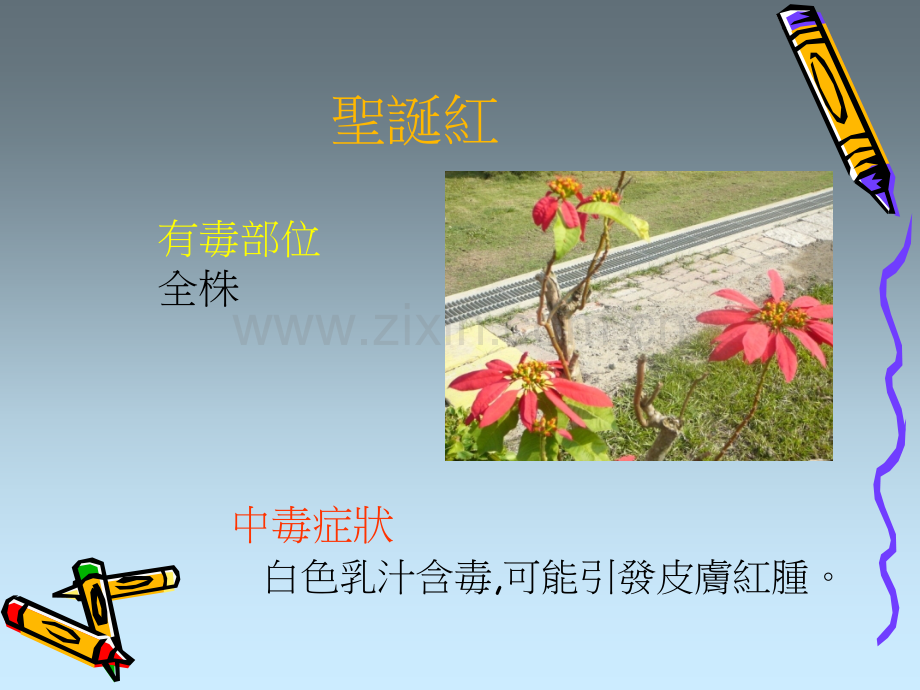 常见有毒植物PPT课件.ppt_第3页