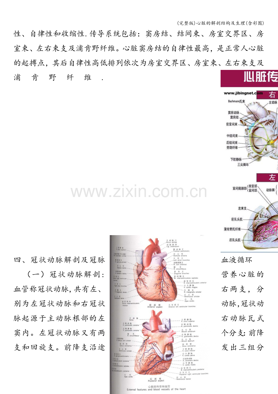 心脏的解剖结构及生理(含彩图).doc_第3页