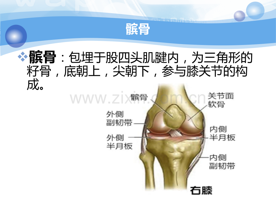 髌骨骨折护理查房医学PPT课件.ppt_第2页