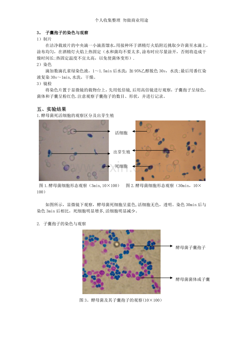 酵母菌形态观察及其子囊孢子的观察.doc_第2页