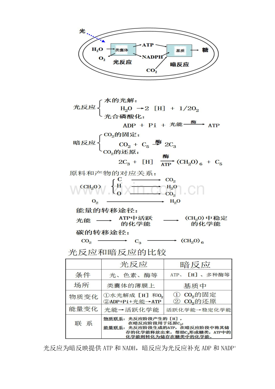 细胞的能量供应与利用——光合作用教学案.doc_第3页