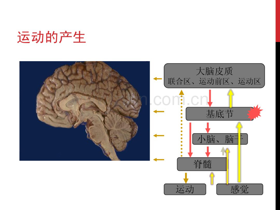 脑卒中康复.pdf_第3页