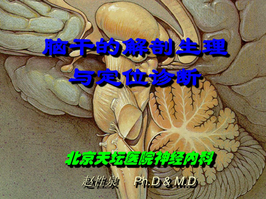 脑干的解剖生理与定位诊断.pdf_第1页