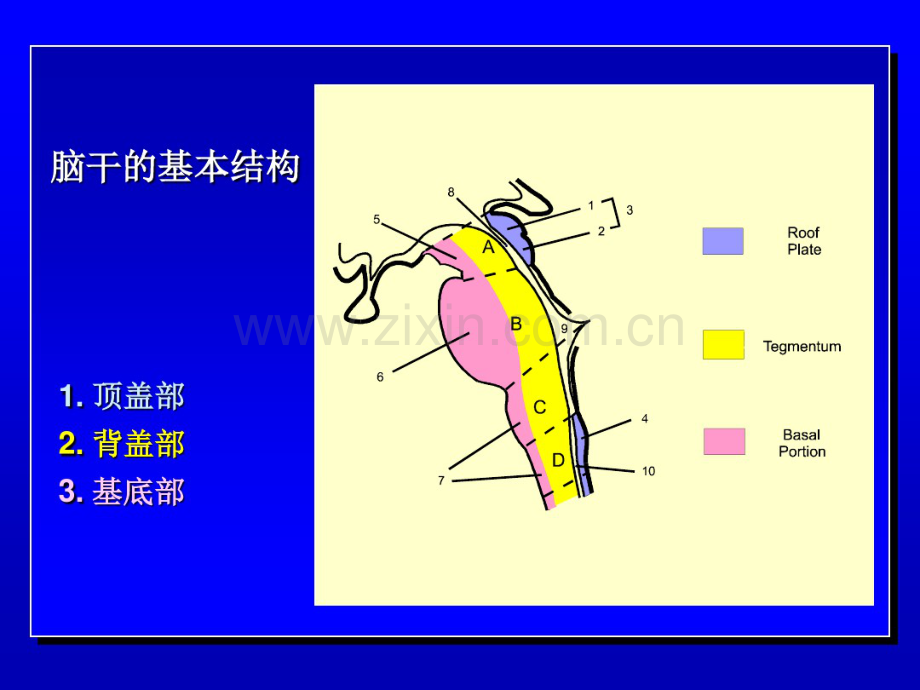 脑干的解剖生理与定位诊断.pdf_第3页