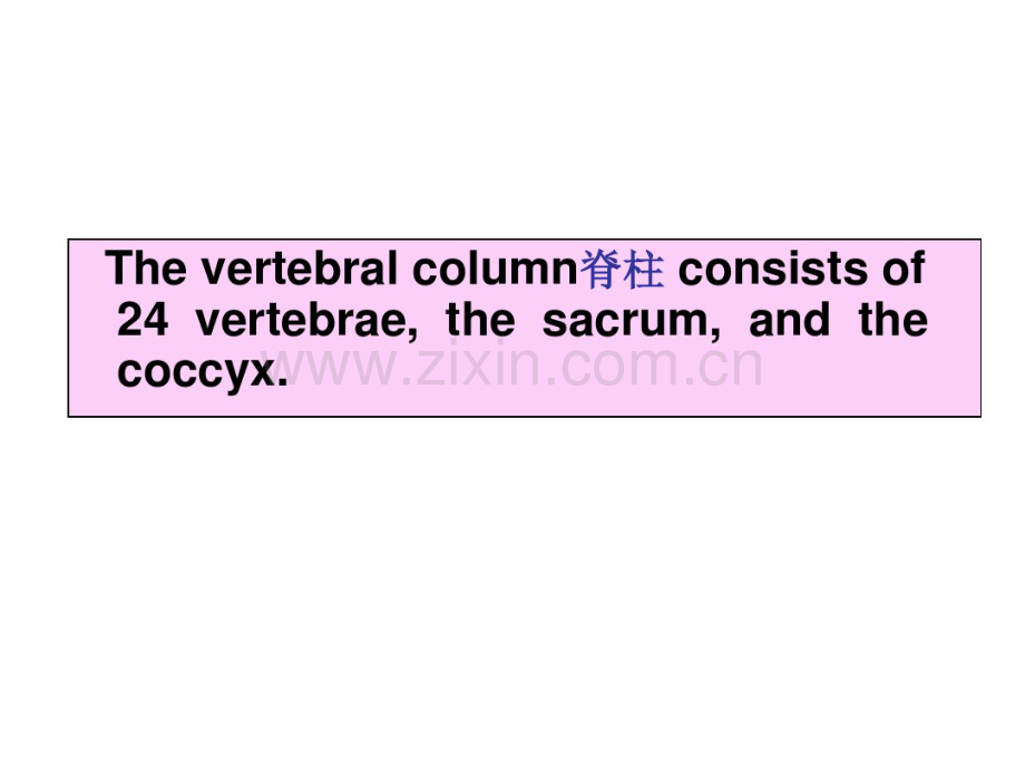 脊髓及脊柱临床应用解剖-(3).pdf_第3页