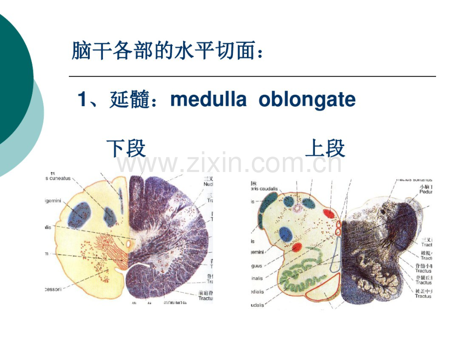 脑干解剖.pdf_第3页