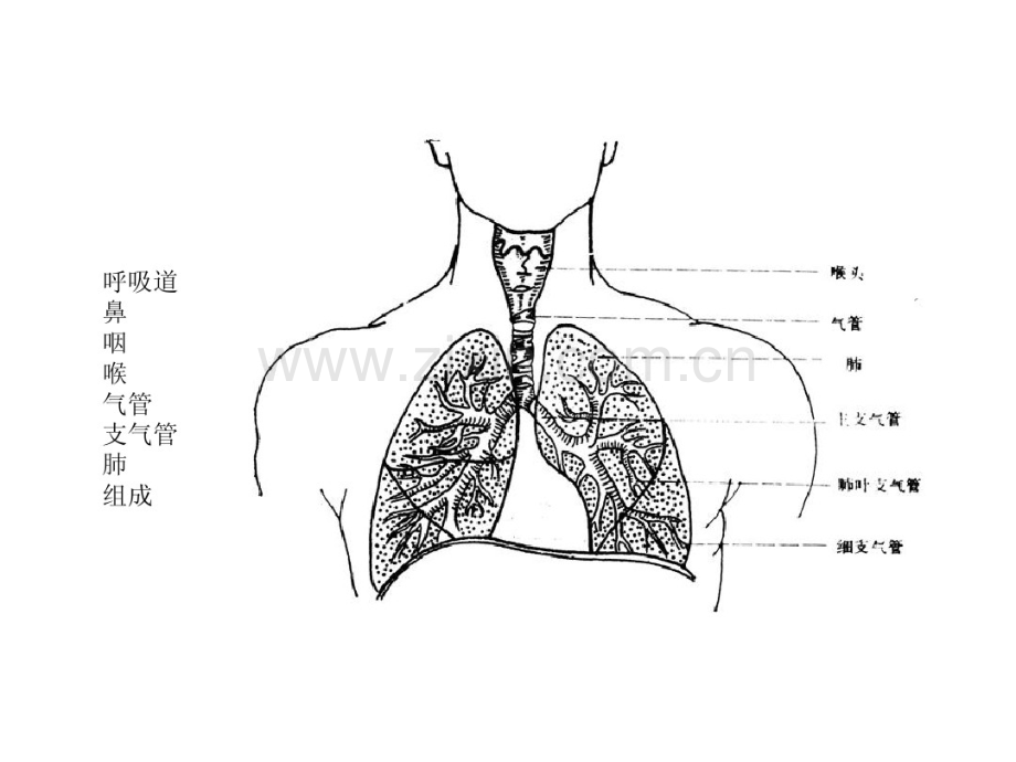 呼吸道脱落细胞学检查(2010年版本).pdf_第2页