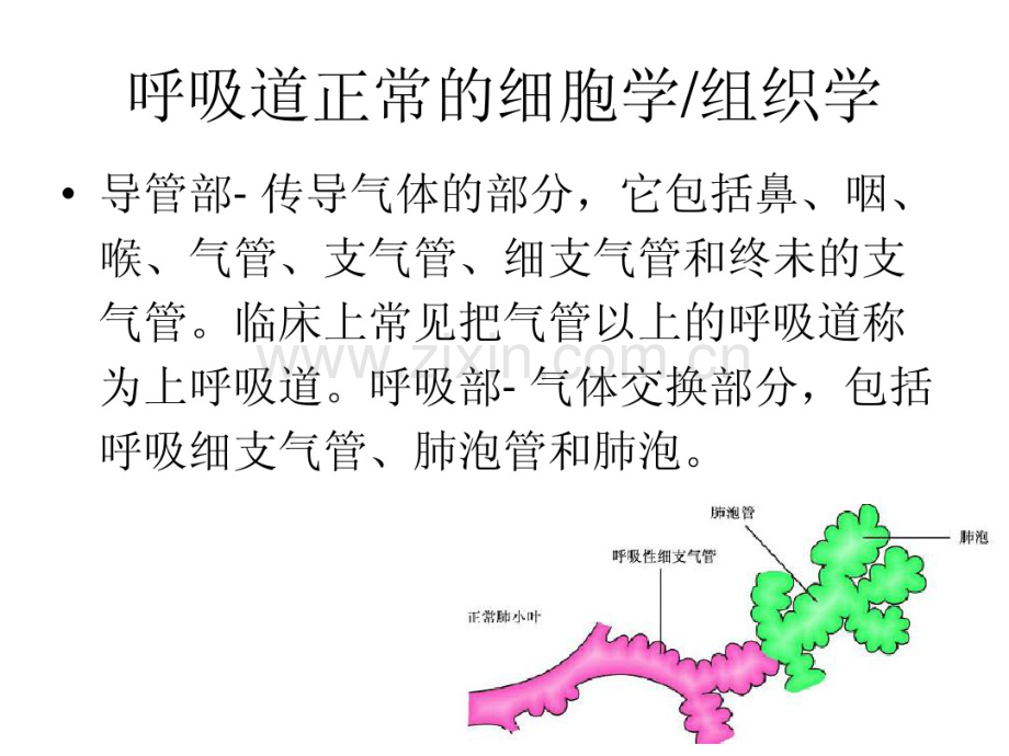 呼吸道脱落细胞学检查(2010年版本).pdf_第3页