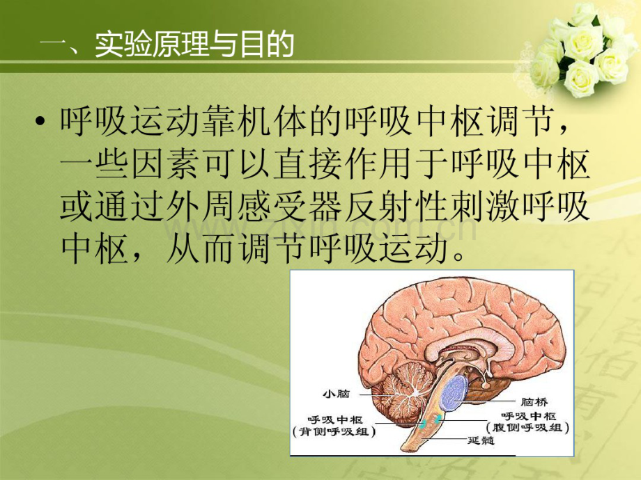 呼吸运动的影响因素与急性呼吸功能不全.pdf_第3页