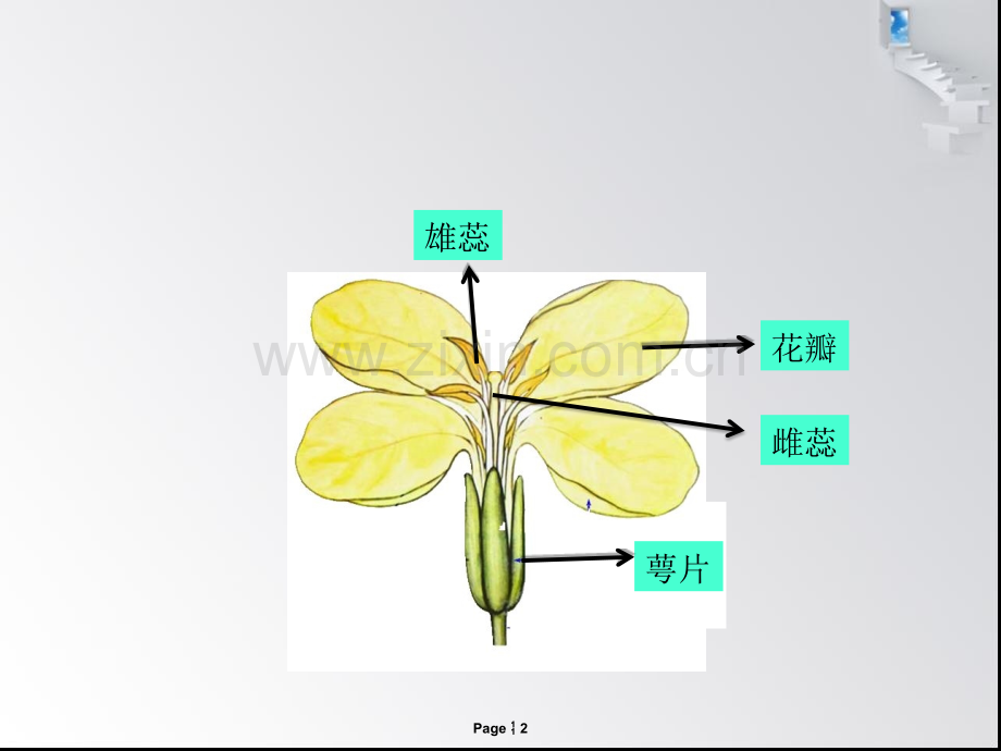 科学PPT课件各种各样的花-ppt课件.ppt_第2页