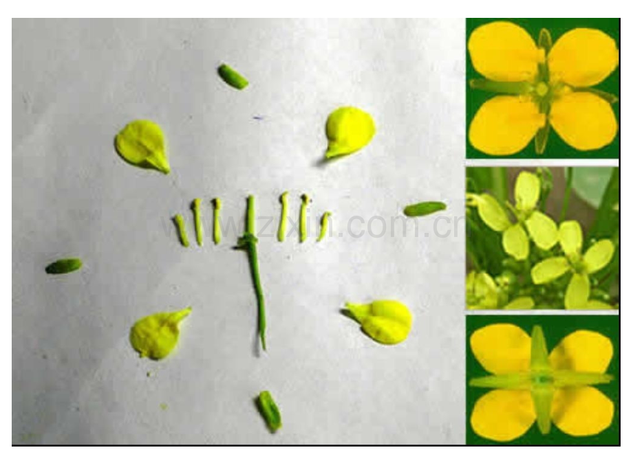 科学PPT课件各种各样的花-ppt课件.ppt_第3页