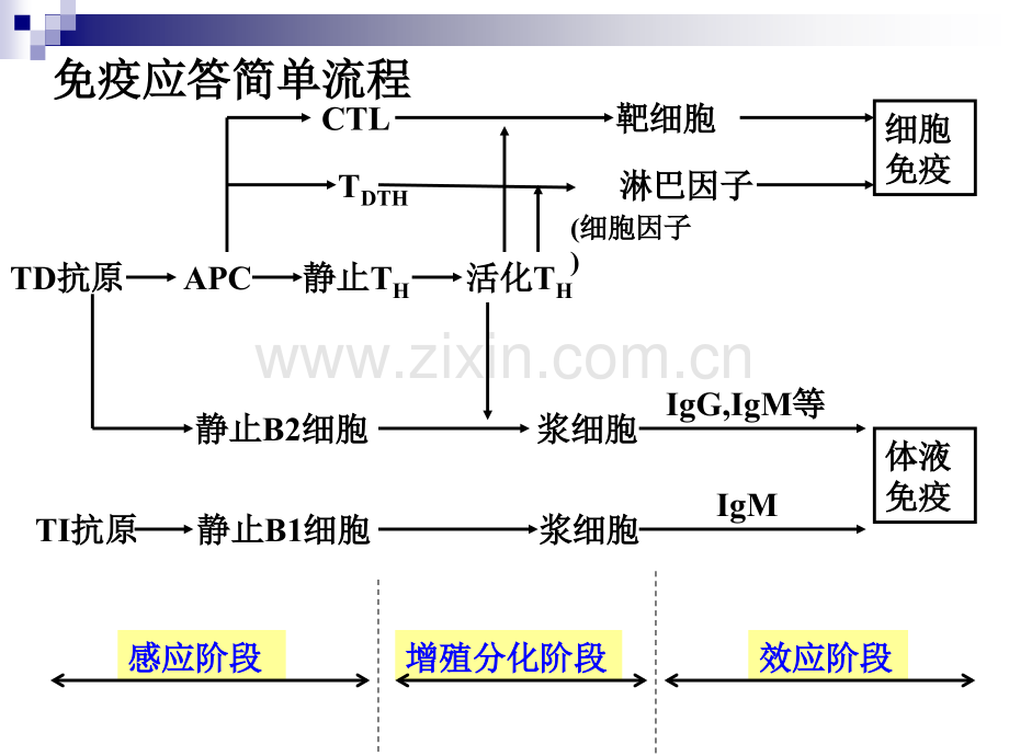 12免疫应答-王莹.ppt_第3页