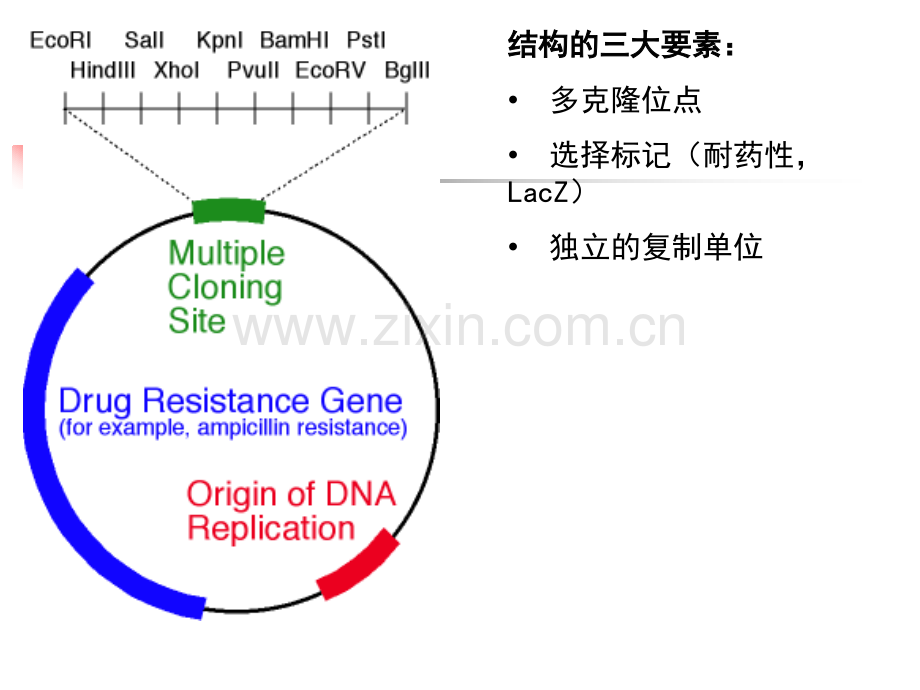 实验16-酶切与连接.ppt_第3页