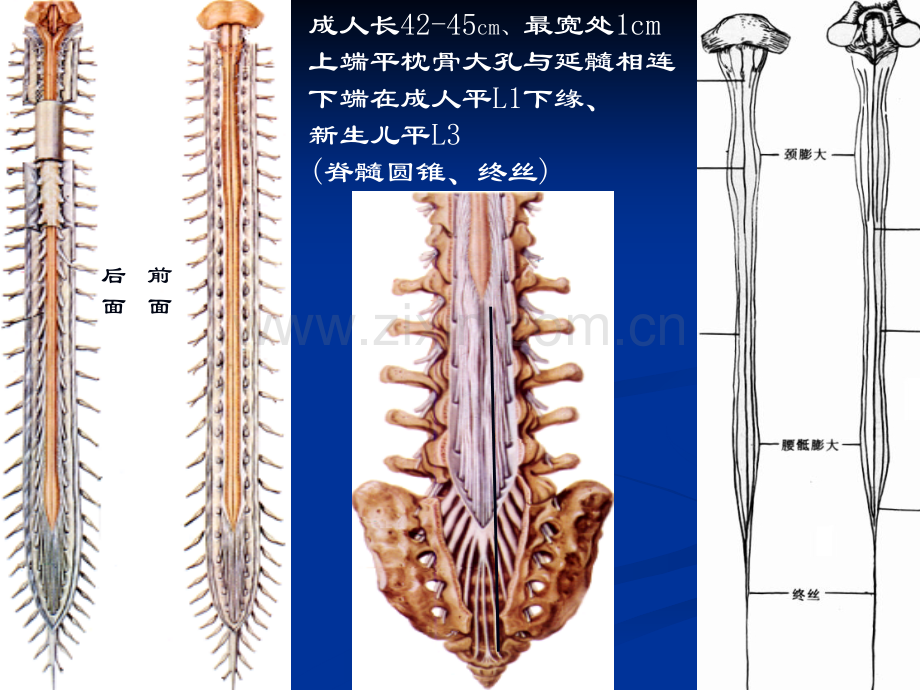 脊髓和脊神经(复习)(ppt文档).ppt_第3页