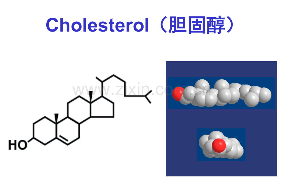 胆固醇代谢(ppt文档).ppt_第3页