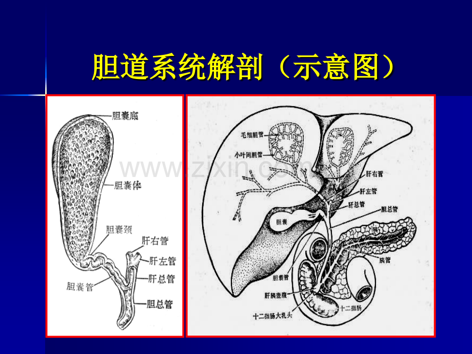 胆系疾病影像诊断(ppt文档).ppt_第2页